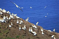 Northern Gannet